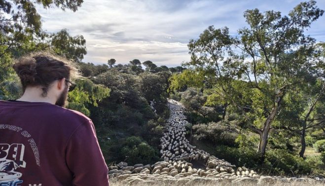 Sin pastores no hay territorio: la trashumancia como clave para el futuro rural