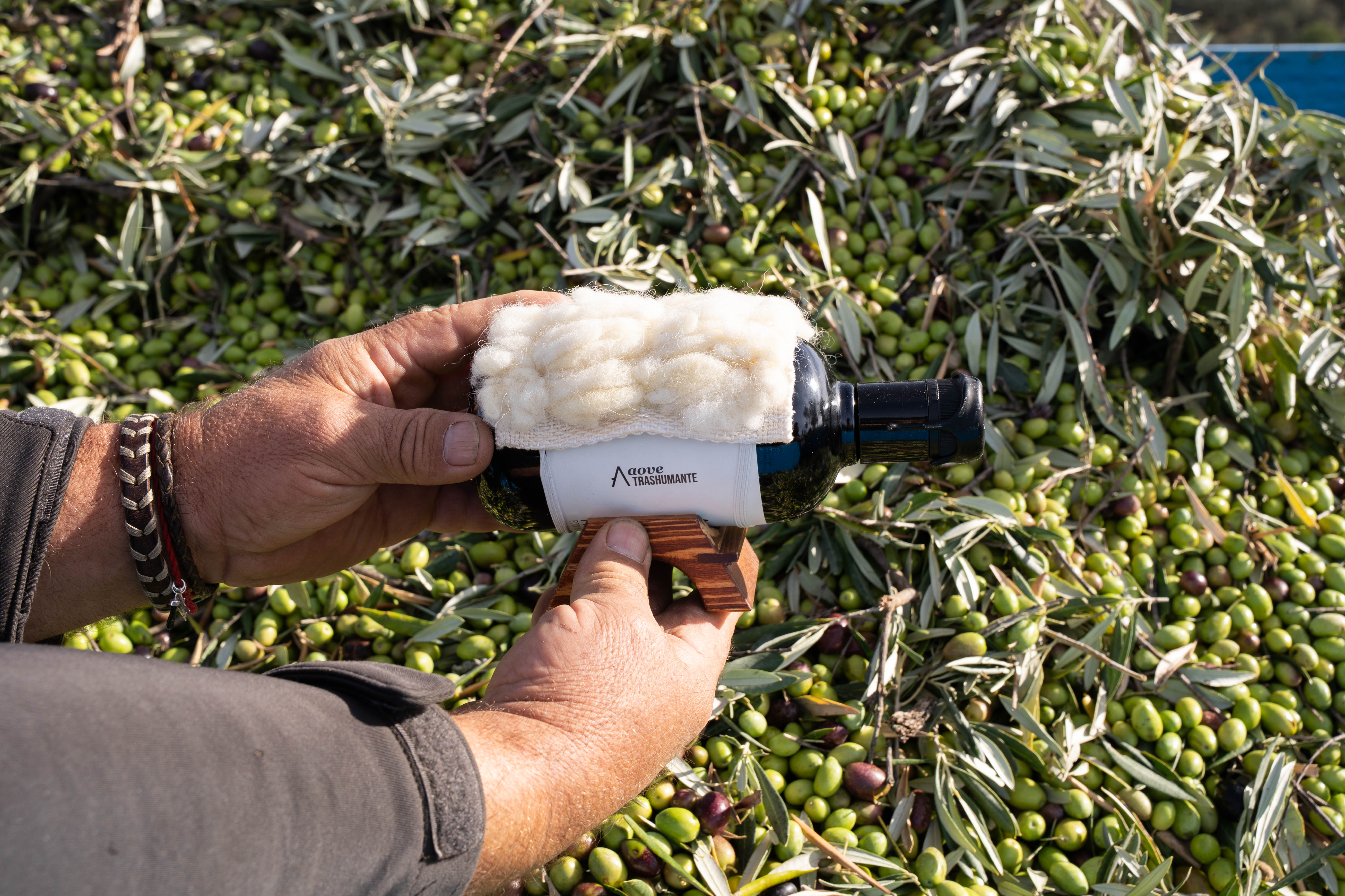 Trashumancia y aceite de oliva virgen extra: cuando el territorio se convierte en sabor