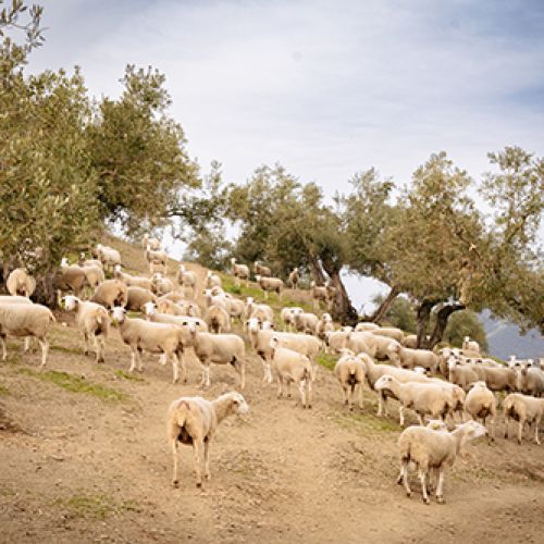 Qué es el aceite de oliva virgen extra ecológico y por qué elegirlo