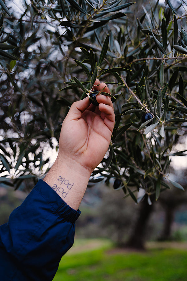 Aceite de oliva de montaña ecológico | Vida Trashumante